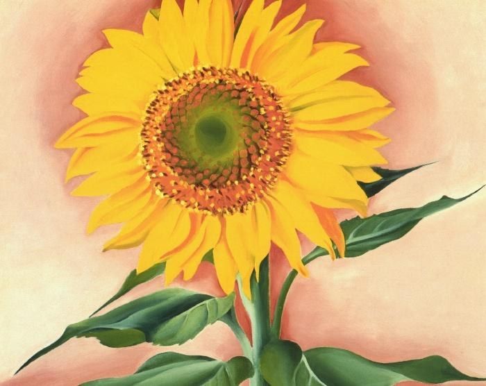 Georgia O'Keeffe A Sunflower from Maggie 1937